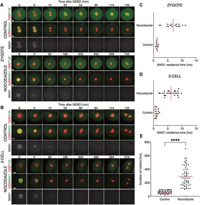 Early onset of APC/C activity renders SAC inefficient in mouse embryos